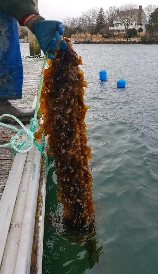 Sugar kelp coming off the line