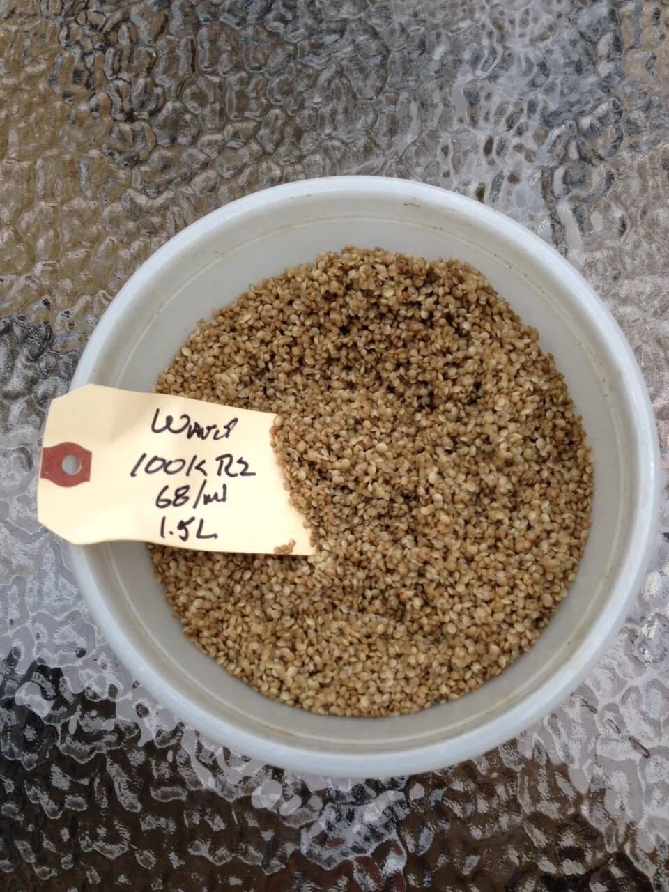 Quahog clams cultured at the farm, June 2015