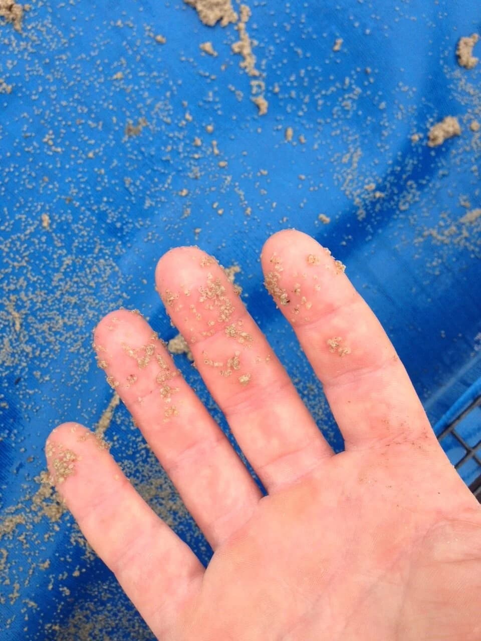Quahogs growing in aquaculture gear at Ward Aquafarms