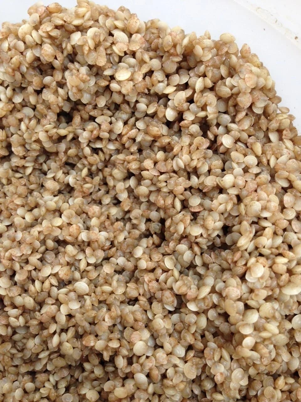 Juvenile quahog seed clams, June 2015
