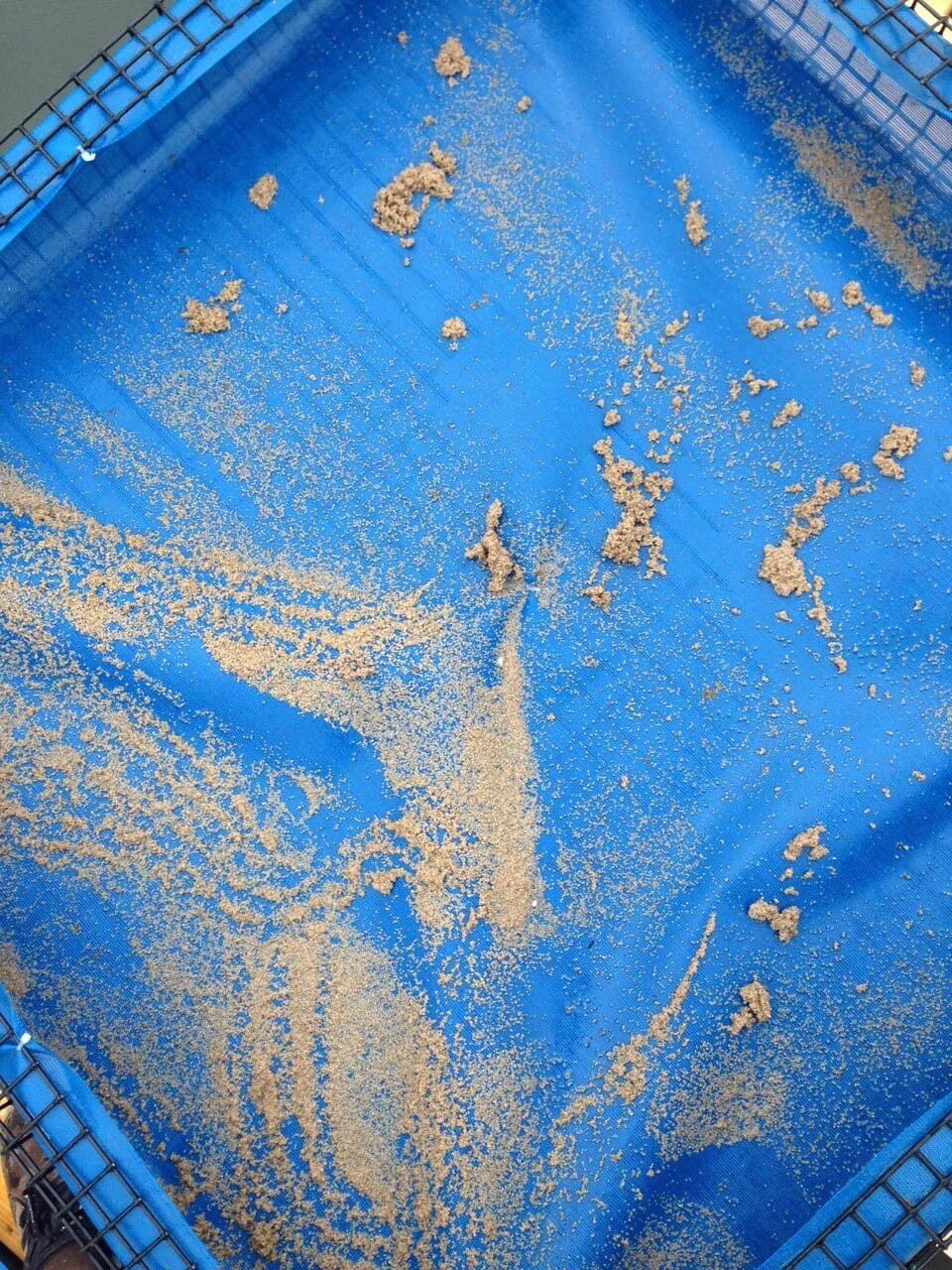 Harvest-size quahogs ready for sale