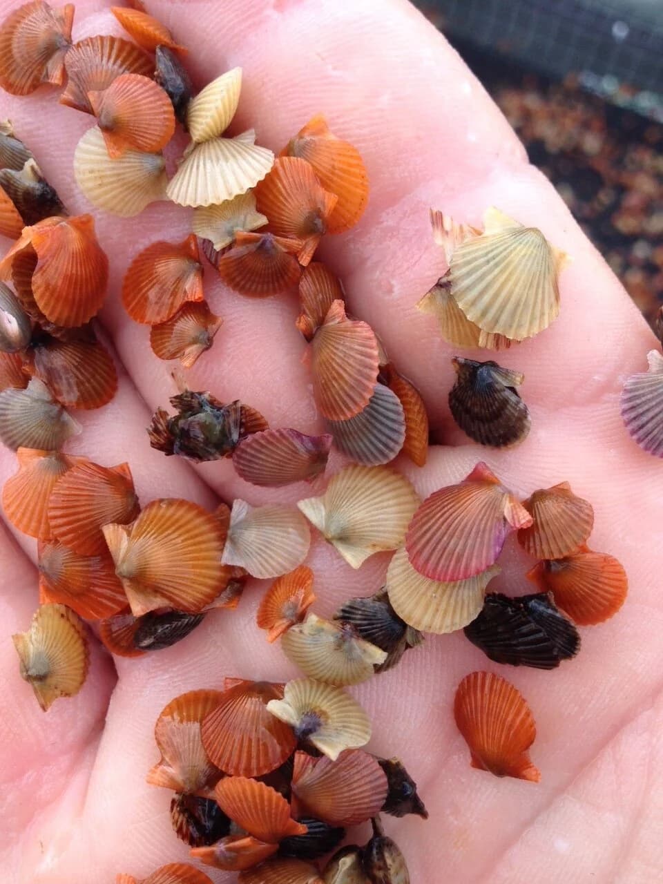 Shellfish nursery systems adjacent to the harmful algae bloom in Fiddler's Cove