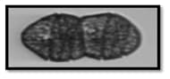 Automated classifier output identifying C. polykrikoides from IFCB image data