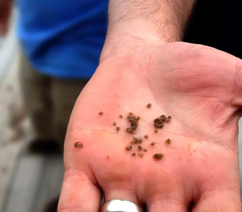 OYSTER SEED