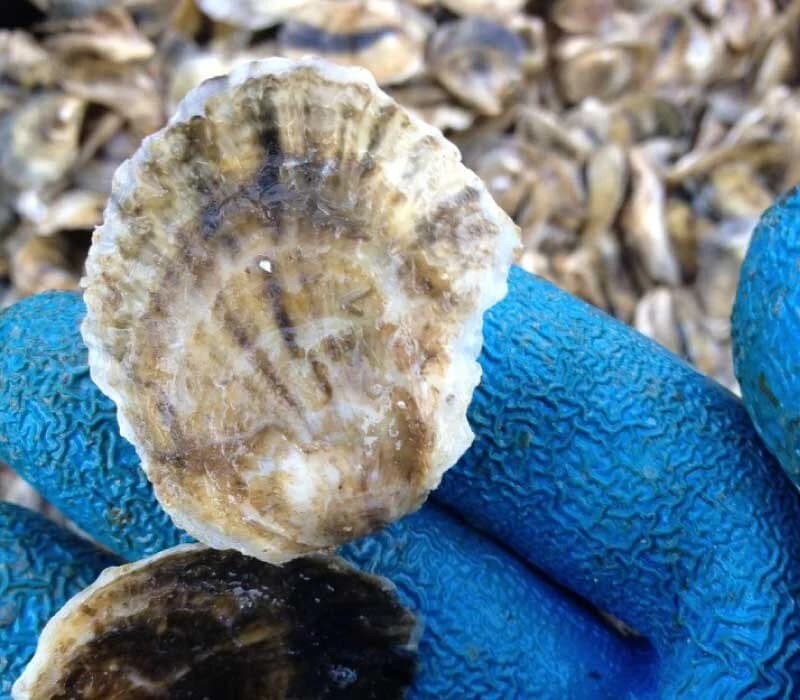 GROWING OYSTERS