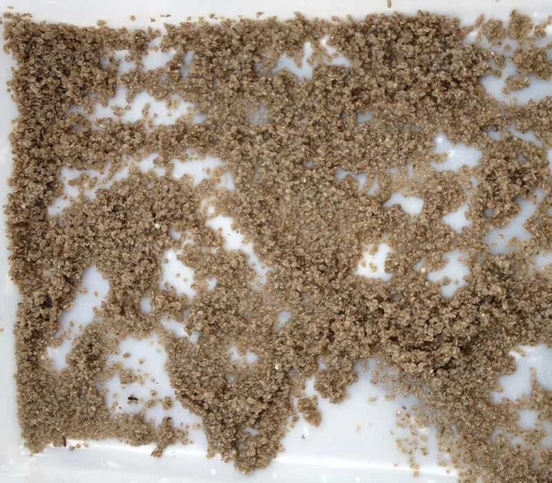 100,000 OYSTER SEEDS