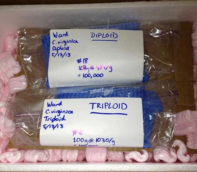 DIPLOIDS AND TRIPLOIDS