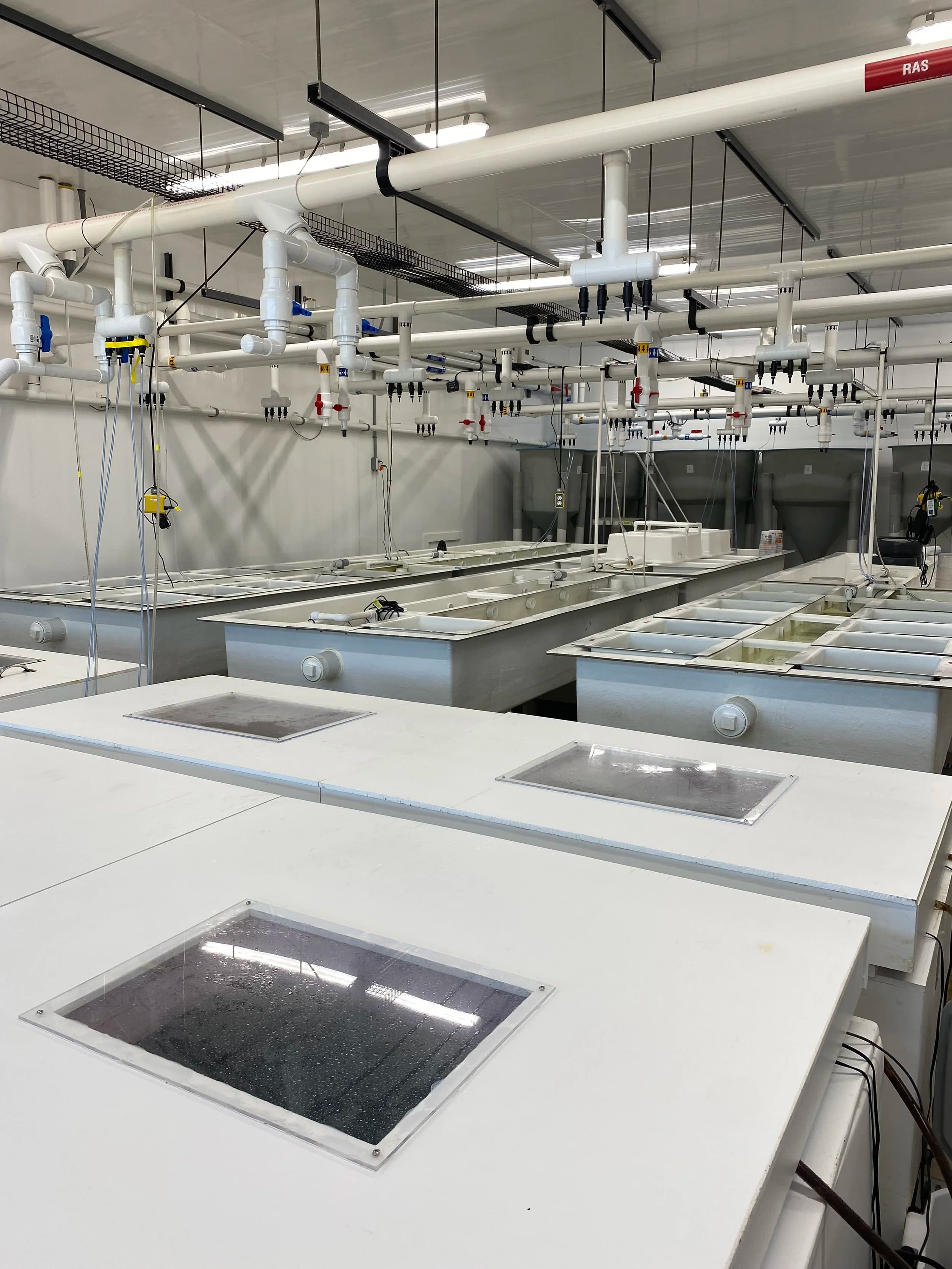 Larval and juvenile shellfish culture tanks at the hatchery