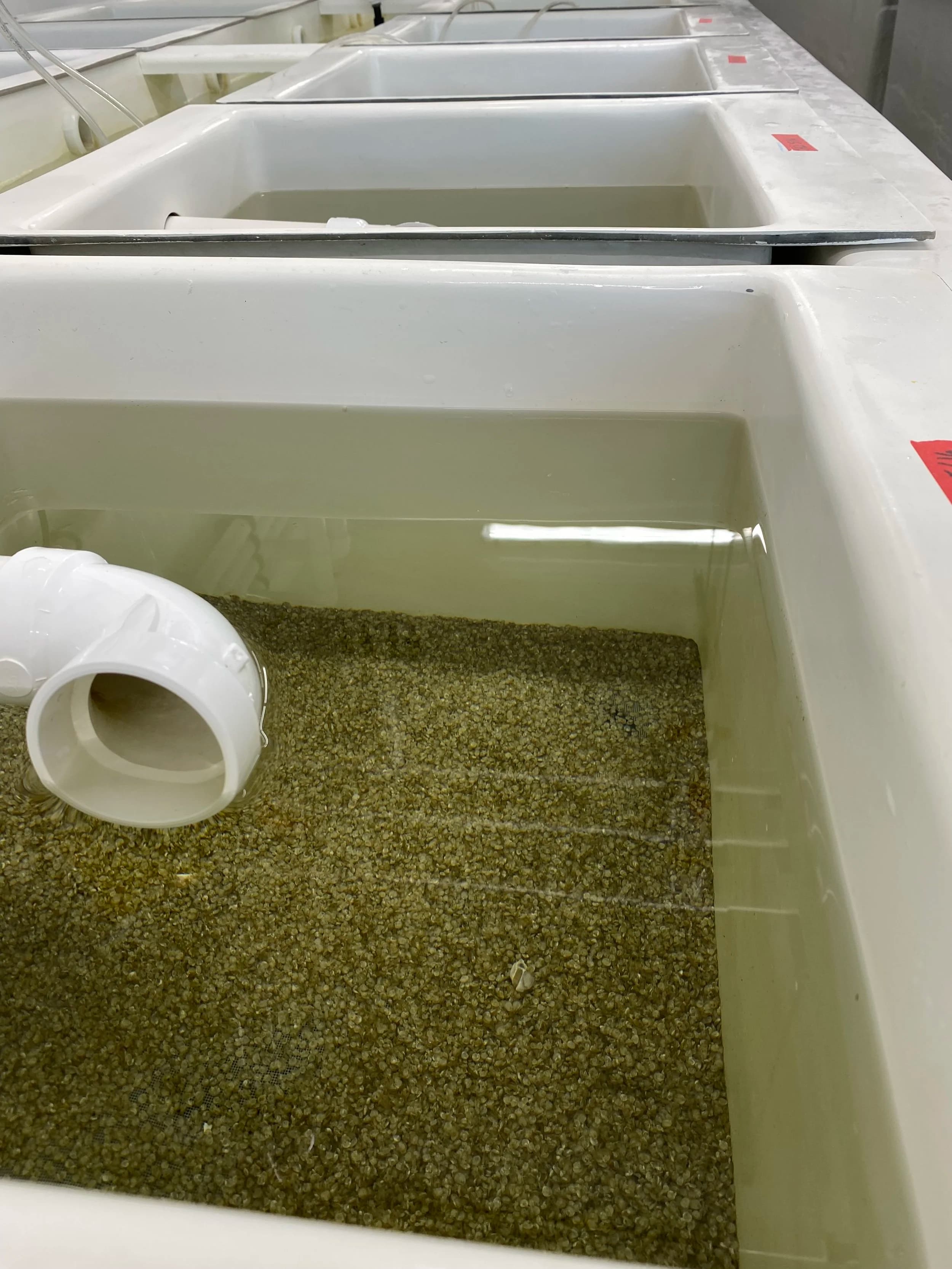 Live microalgae cultures grown to feed the shellfish