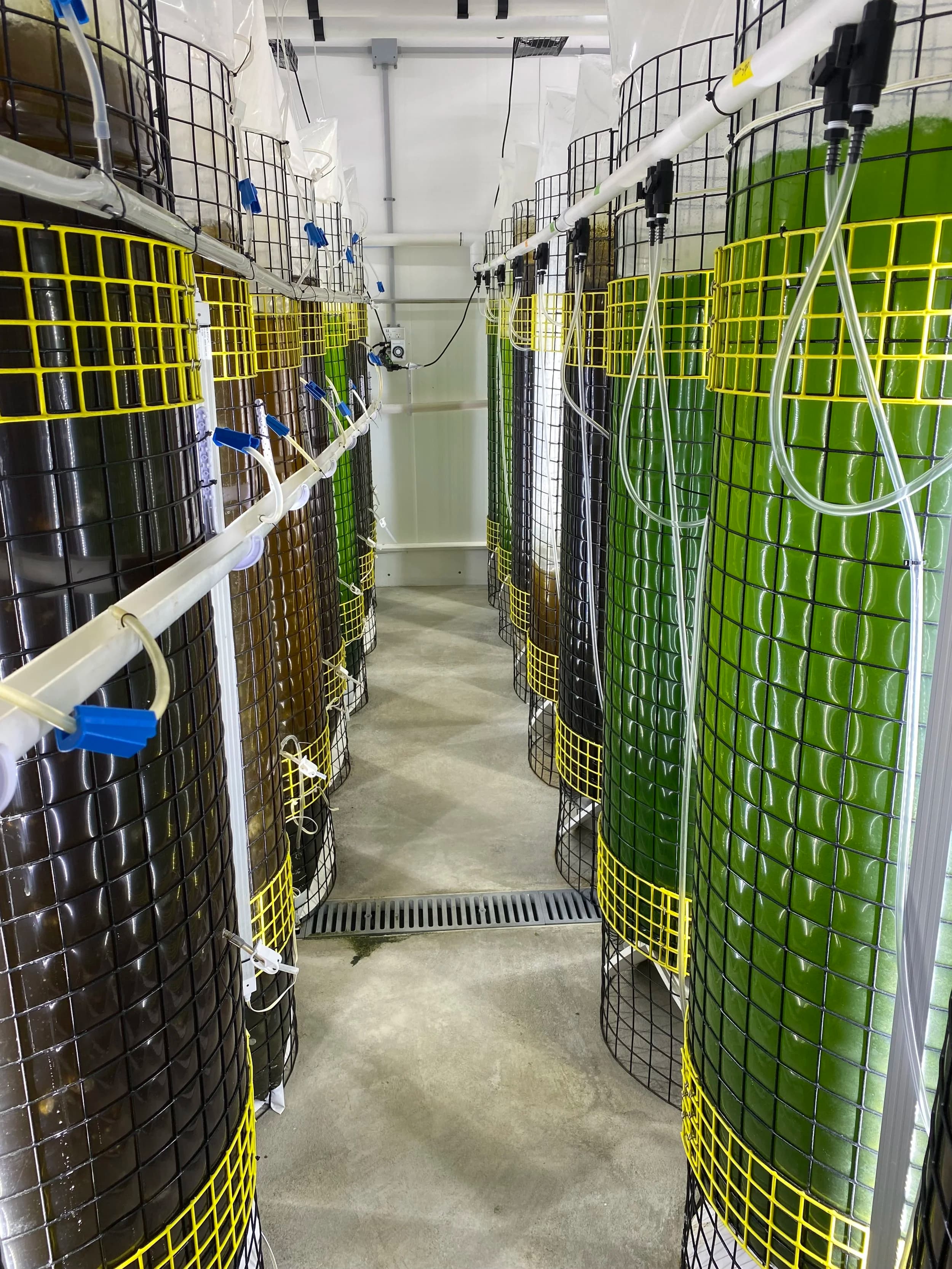 Shellfish seed being reared inside the hatchery