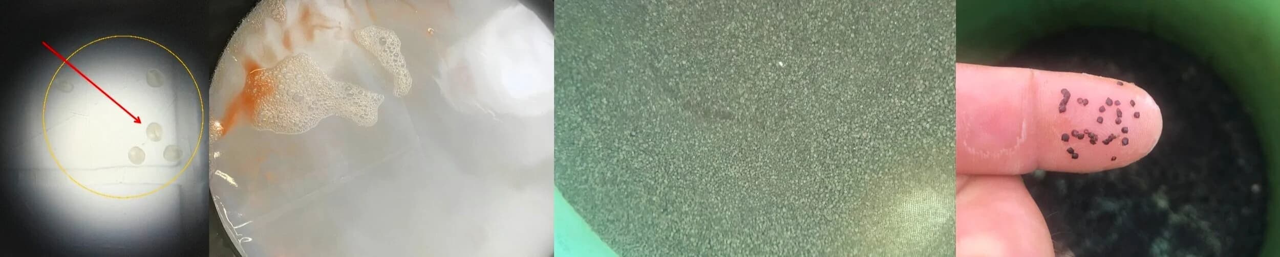 Conical larval rearing tanks in the hatchery