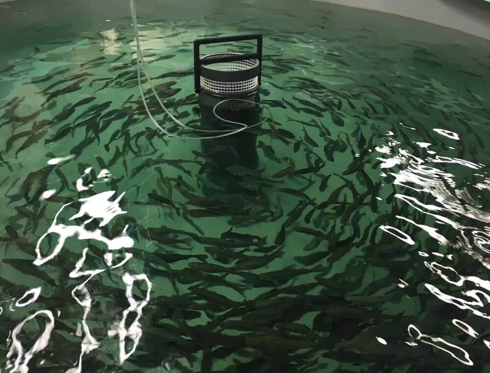 Steelhead trout raised in a recirculating aquaculture system