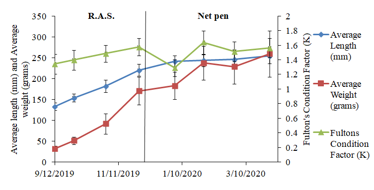 Chart of steelhead trout Fulton's condition factor over the net pen phase