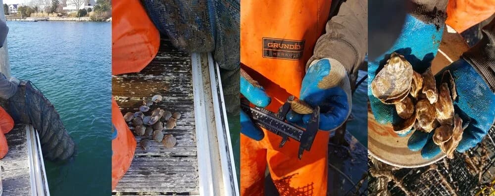 Sugar kelp grown on lines as part of the integrated multi-trophic aquaculture trial