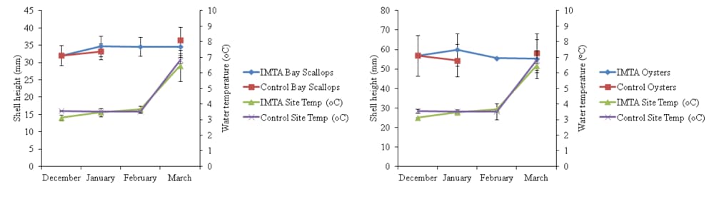 Chart comparing oyster and bay scallop growth near the net pens versus the control site