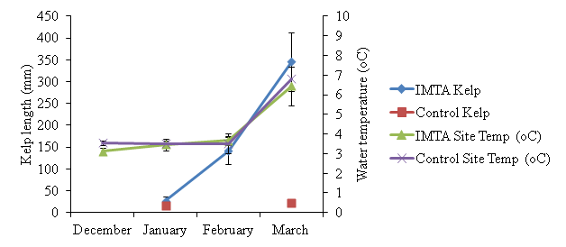 Chart showing higher sugar kelp growth next to the trout net pens than at the control site
