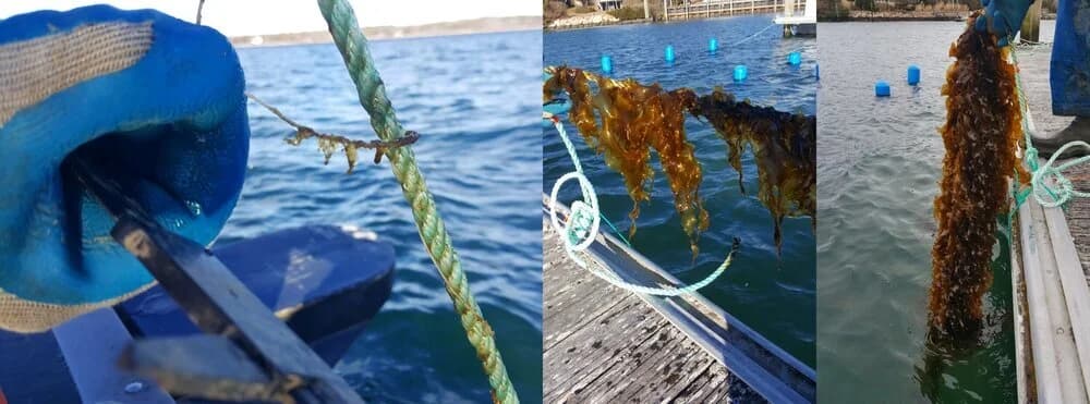 Sugar kelp harvested from lines grown alongside the steelhead trout net pens