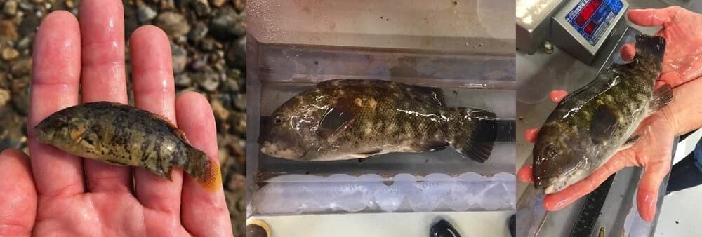 A tautog, a coastal wrasse being evaluated as an aquaculture species