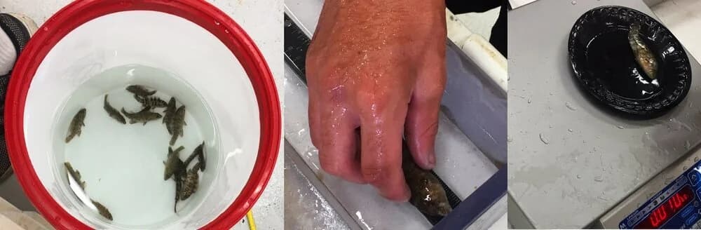 Recirculating tank systems housing tautog at the UMass Dartmouth SMAST wet lab