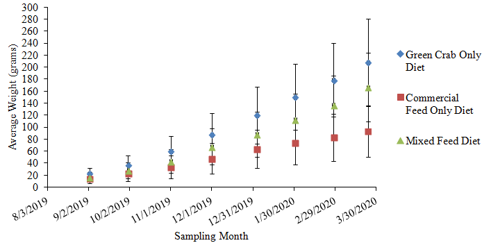 Chart of tautog weight gain by diet, showing highest gains on the green crab diet