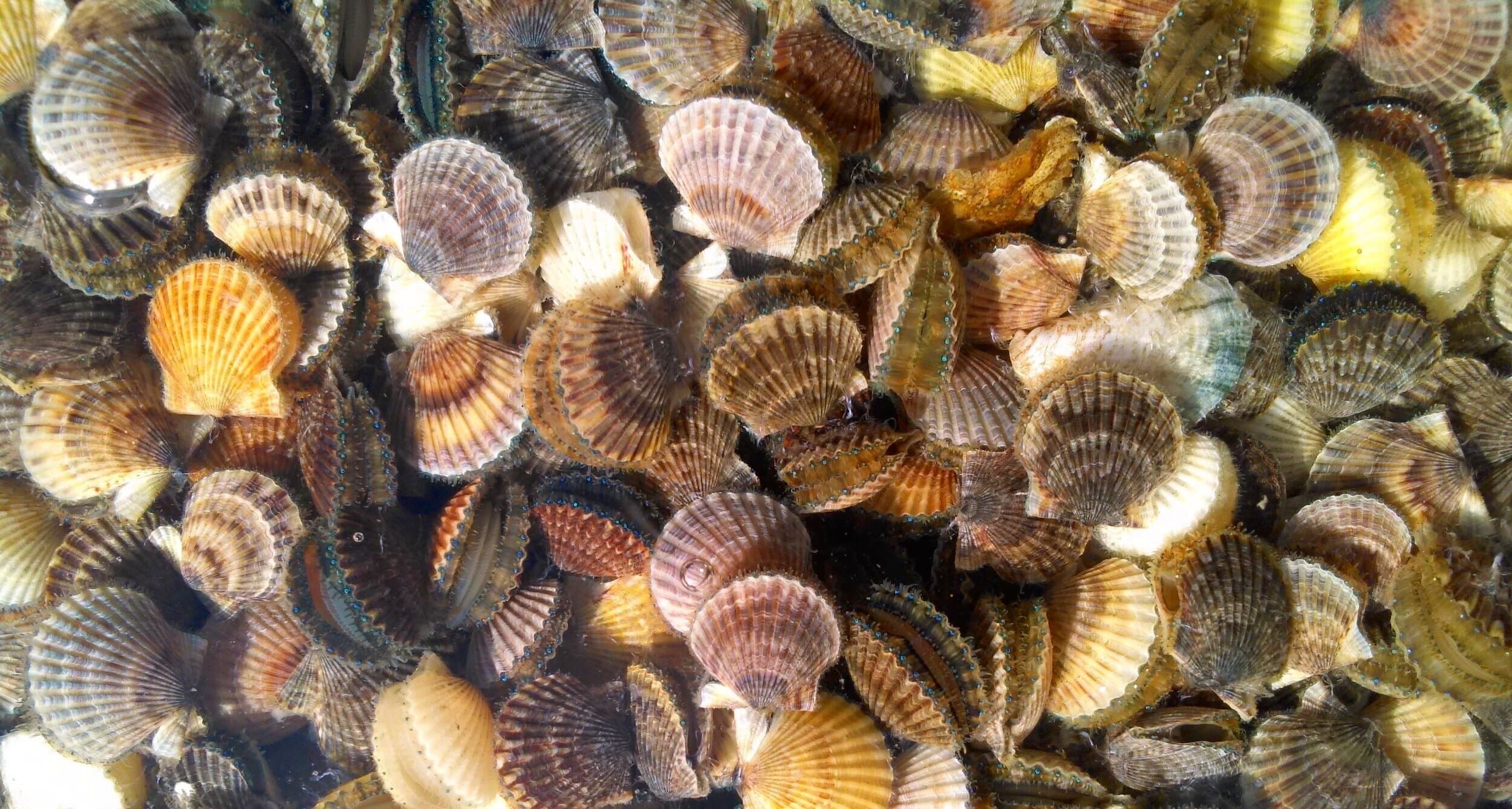 Juvenile bay scallops reared in a FLUPSY nursery silo