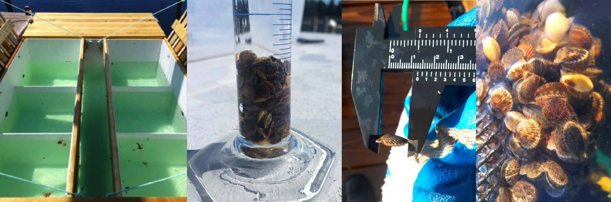 Floating downweller nursery system used to rear bay scallop seed