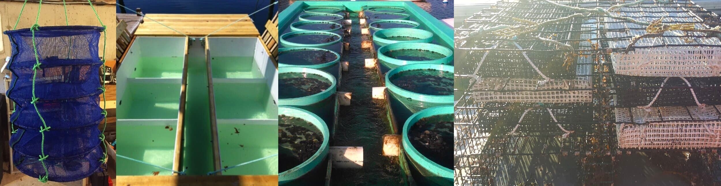 Bay scallops housed in nursery culture gear