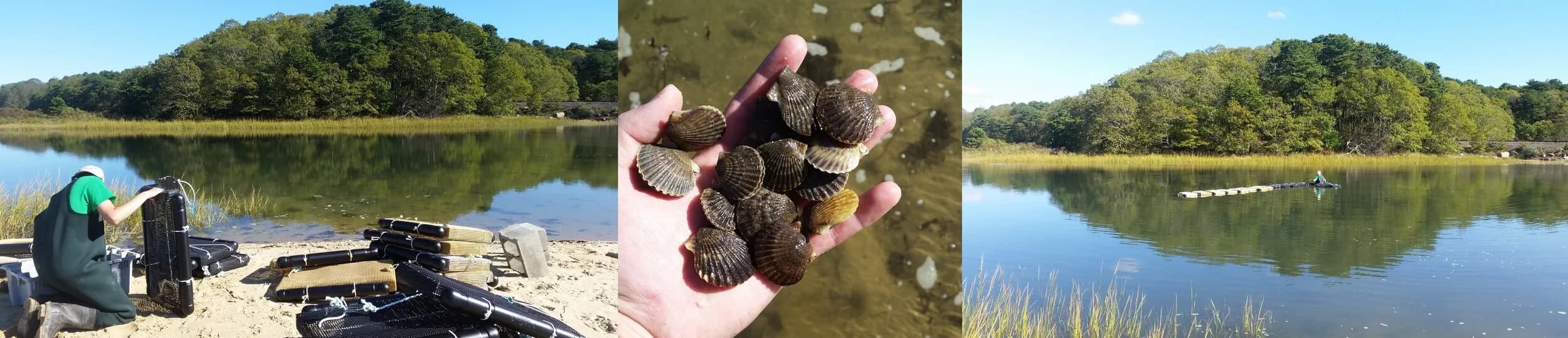 Bay scallop seed grown for town restoration and stock enhancement projects