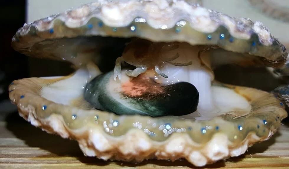 A pea crab (Pinnotheres maculatus), a parasite found in the mantle cavity of bay scallops