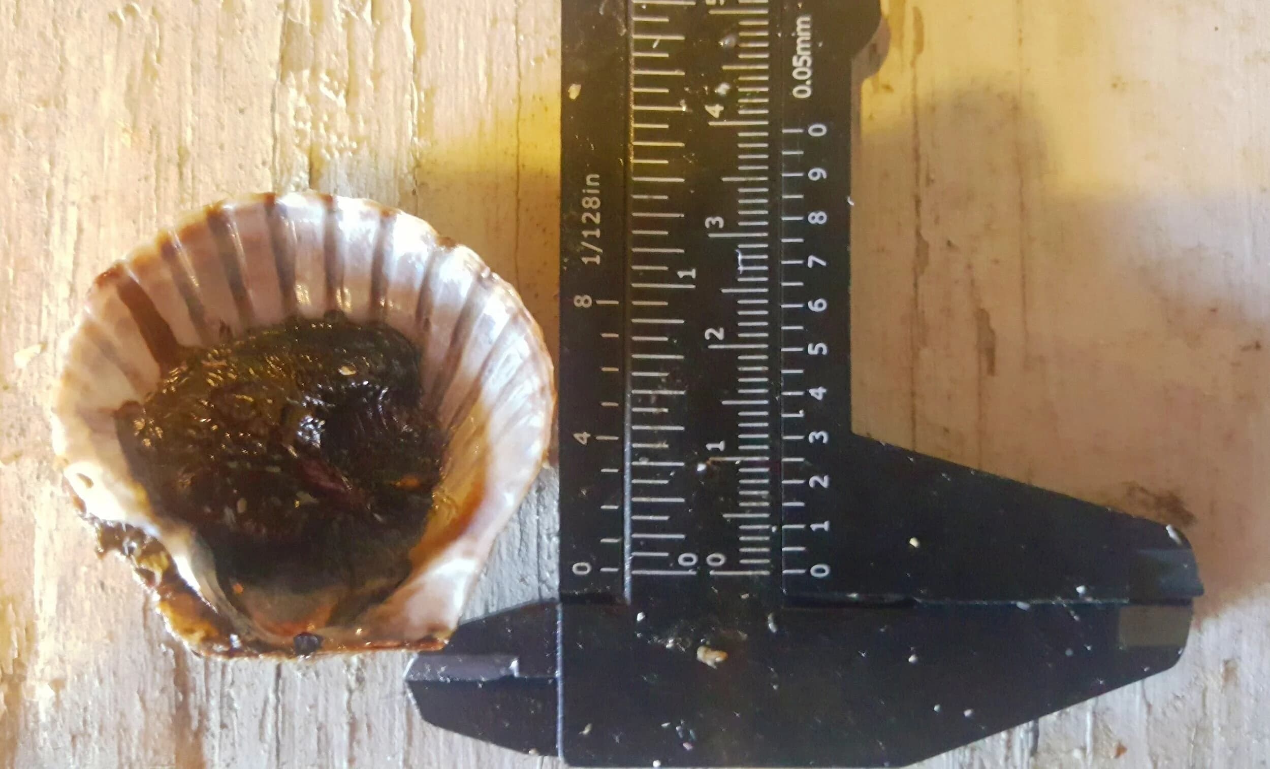 A bay scallop shell showing mud blister worm (Polydora) damage