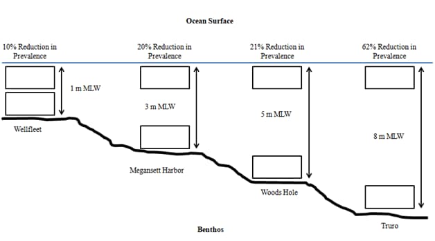 Chart showing reduced mud blister worm prevalence in surface gear as farm depth increases