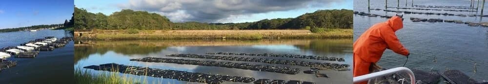 Shellfish raised for the town of Bourne propagation project