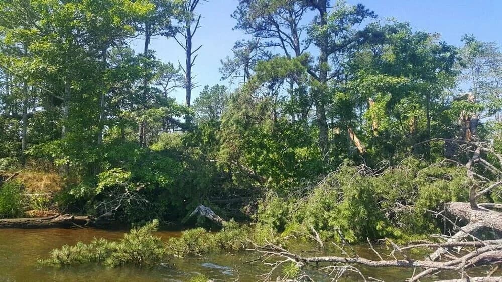 Floating oyster bags in the Swan Pond bioremediation project