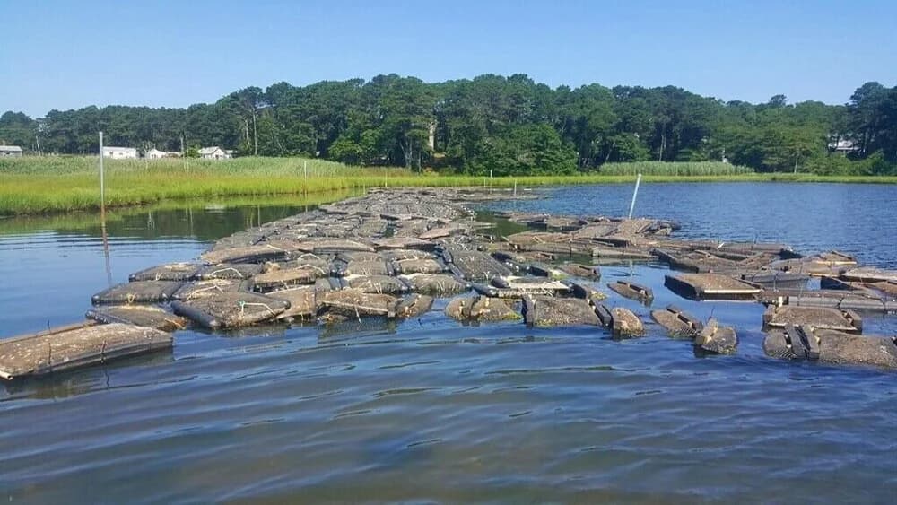Tending oyster bags at Swan Pond after the August 2019 storm