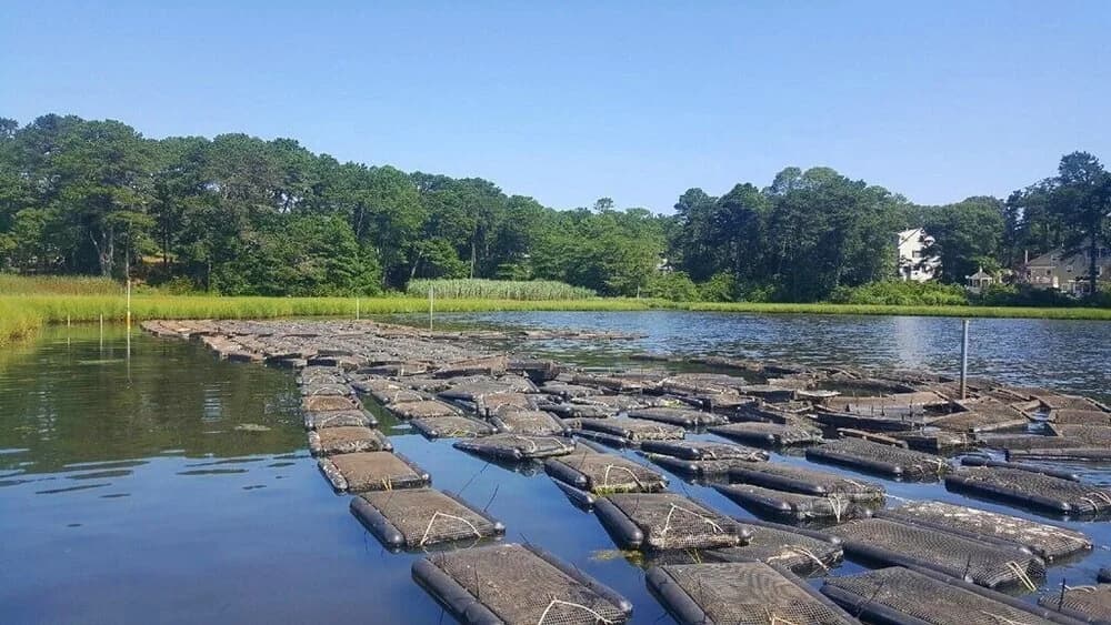 Oyster lines restored to their original positions on Swan Pond