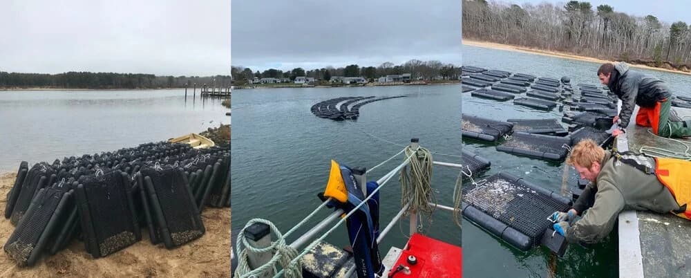 Oysters deployed in the Eel River near Washburn Island in East Falmouth