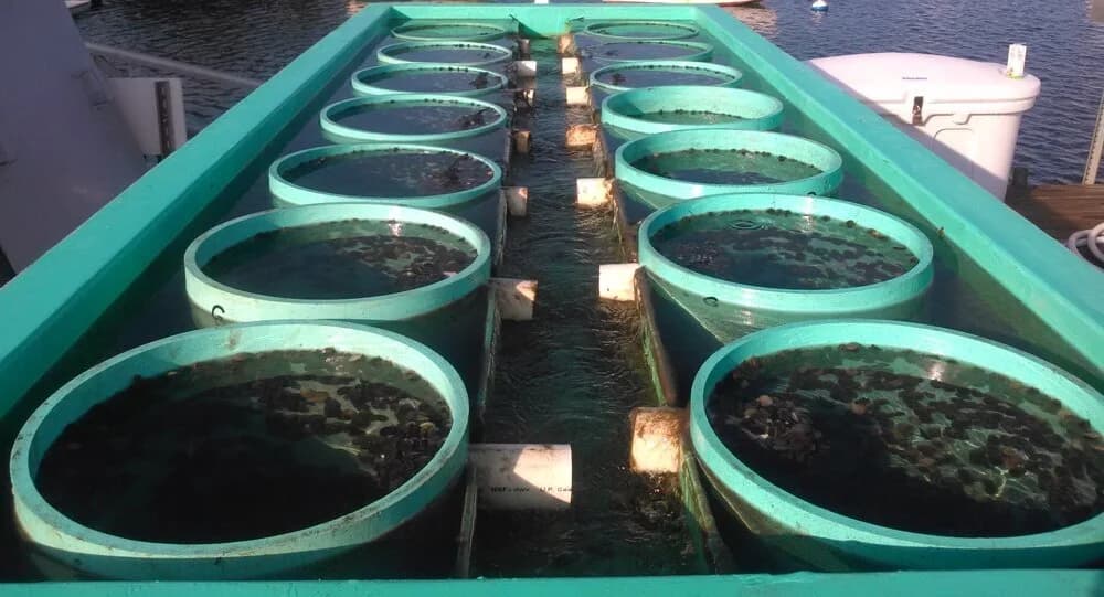 Land-based upweller used to grow oyster seed during the nursery phase
