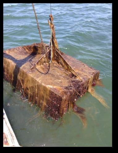 Biofouling growth clogging the mesh of shellfish aquaculture gear