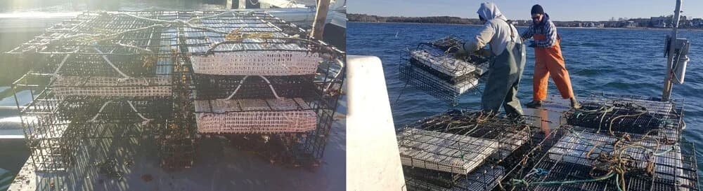 Bay scallop gear treated with Netminder coating during the parasite mitigation trial
