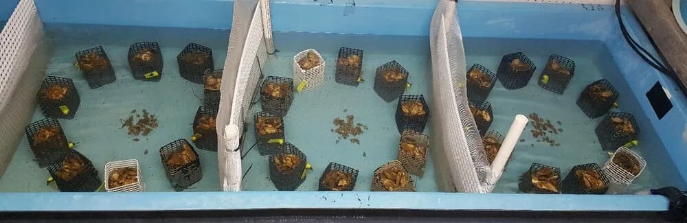 200 liter raceway choice-trial system with coated cages arranged in a circle