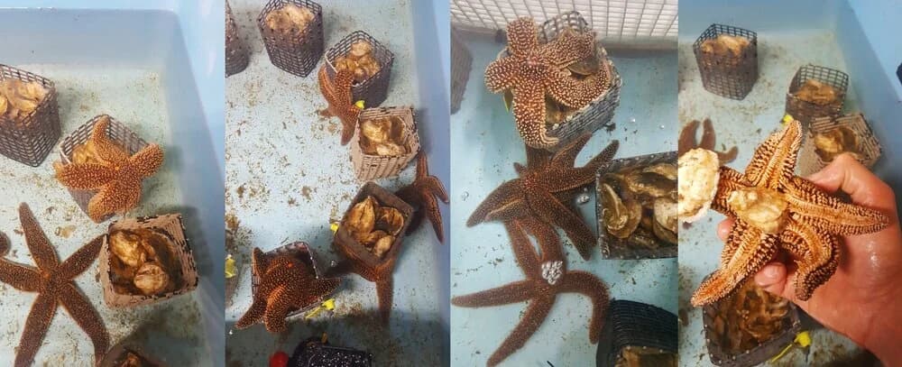 Starfish choice trial with coated oyster cages in the 200 liter raceway system