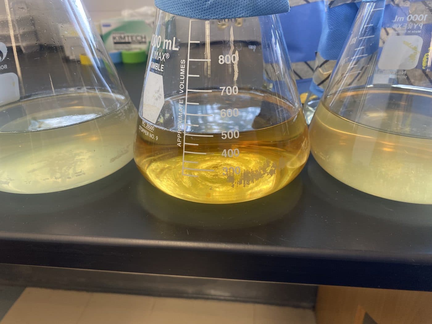 Dense *C. cohnii* culture in a shaker flask. The amber color reflects the high concentration of lipid-rich cells.