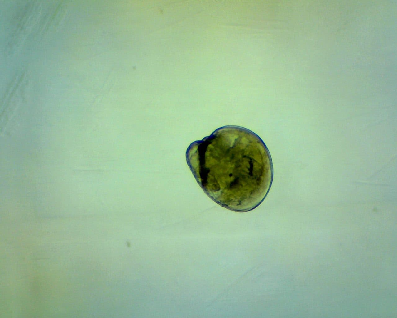 An eastern oyster (*Crassostrea virginica*) larva under the microscope.