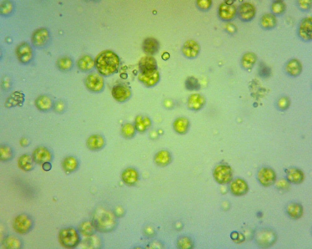 *C. cohnii* cells captured mid-division.