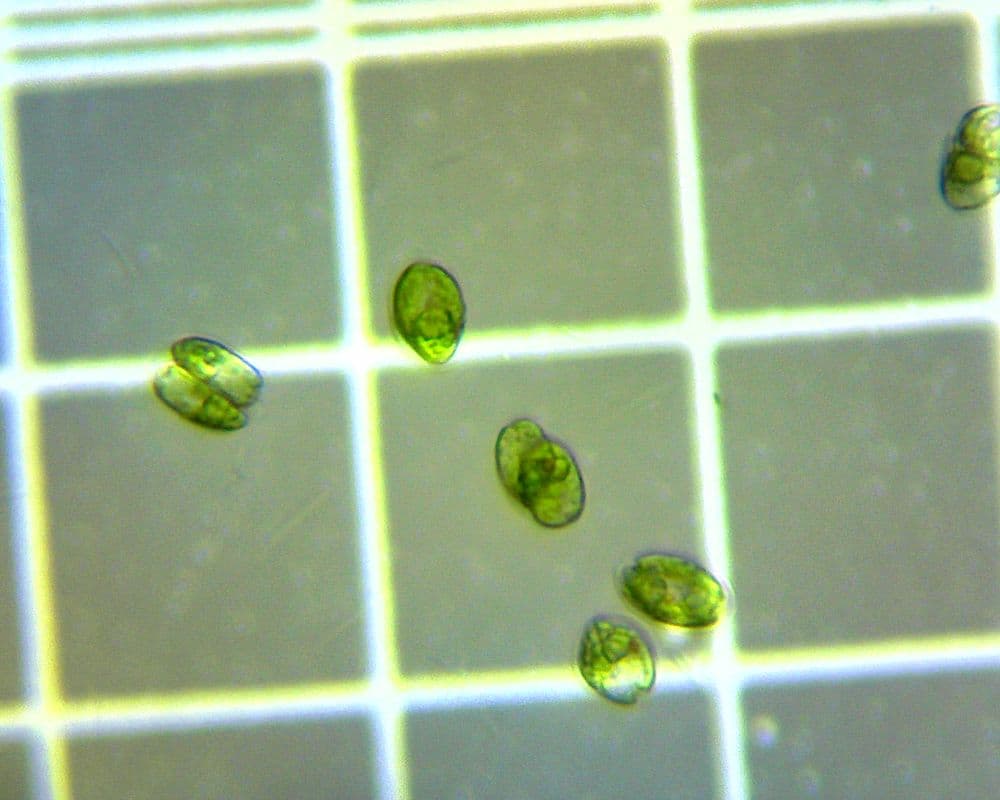 *Tetraselmis* sp. (MC2), a conventional photoautotrophic hatchery species, shown for comparison.