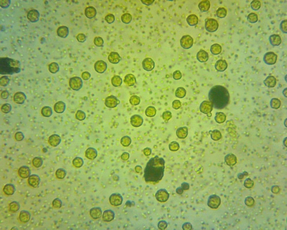 *C. cohnii* at higher culture density.