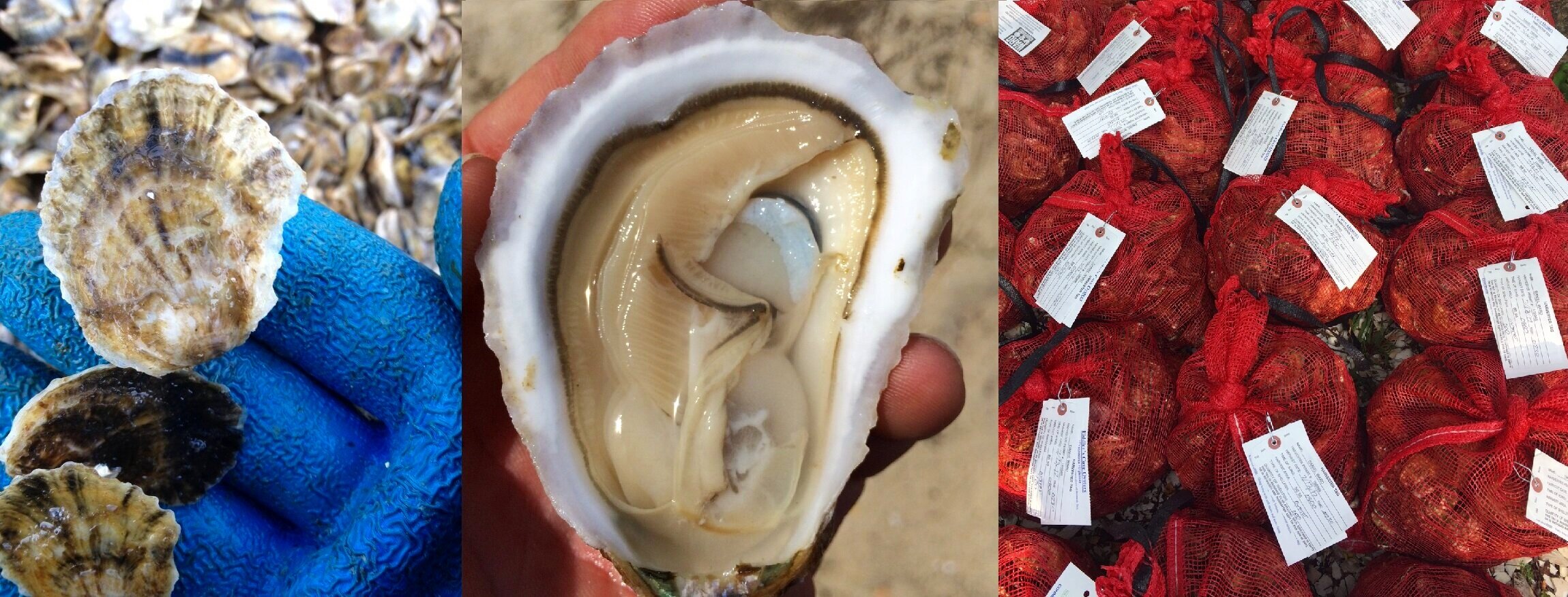 Oyster surface gear on the water