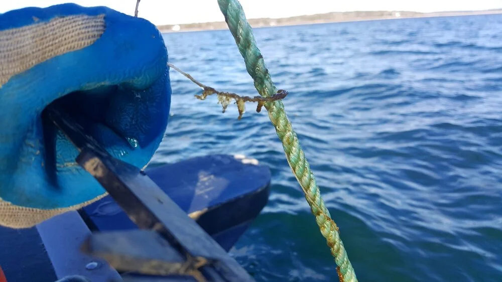 Harvested sugar kelp