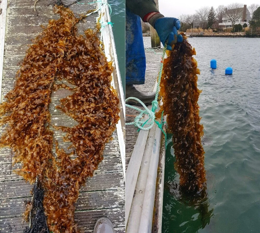 Sugar kelp line being hauled
