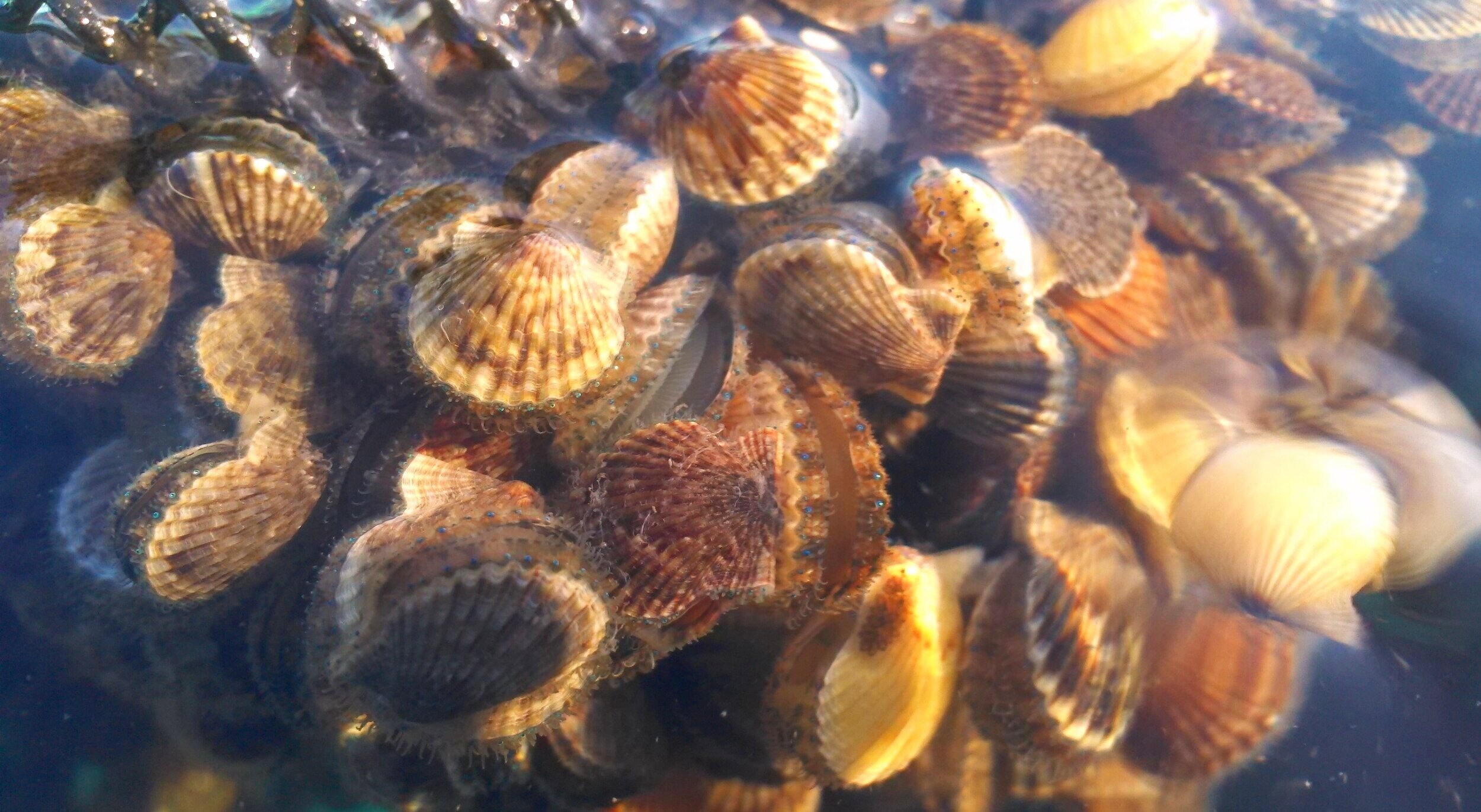 Freshly harvested bay scallops